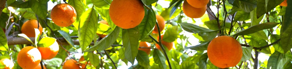 Orange-Tree_SL